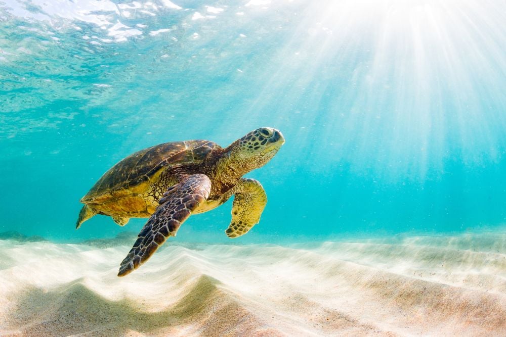 Hawaiian Green Sea Turtle Basking in the warm waters of Oahu