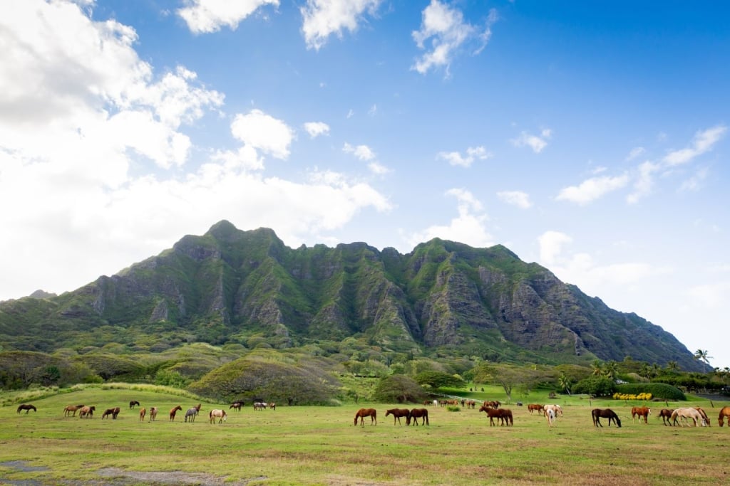 Horses near Kualoa ranch in Hawaii