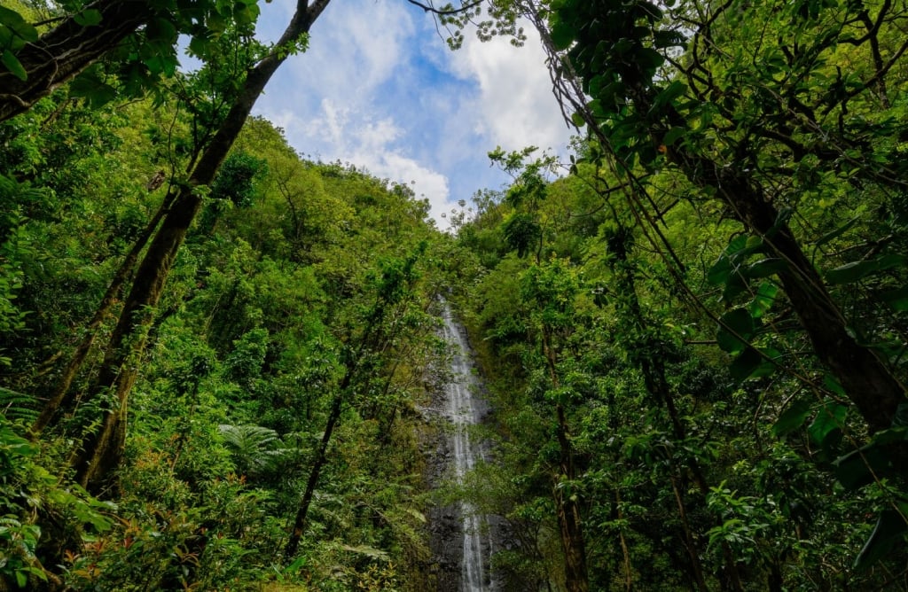 Manoa Falls in Oahu, Hawaii