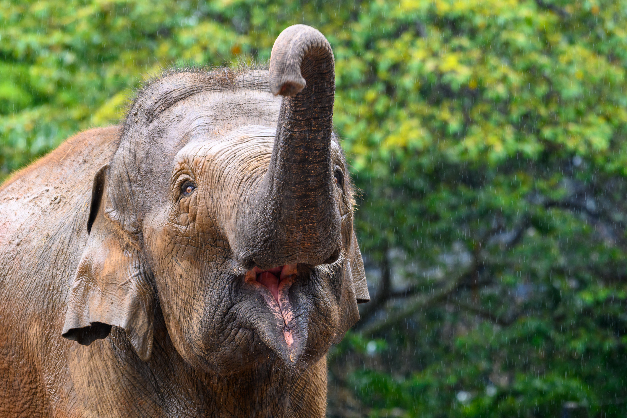 Single elephant having fun at feeding time