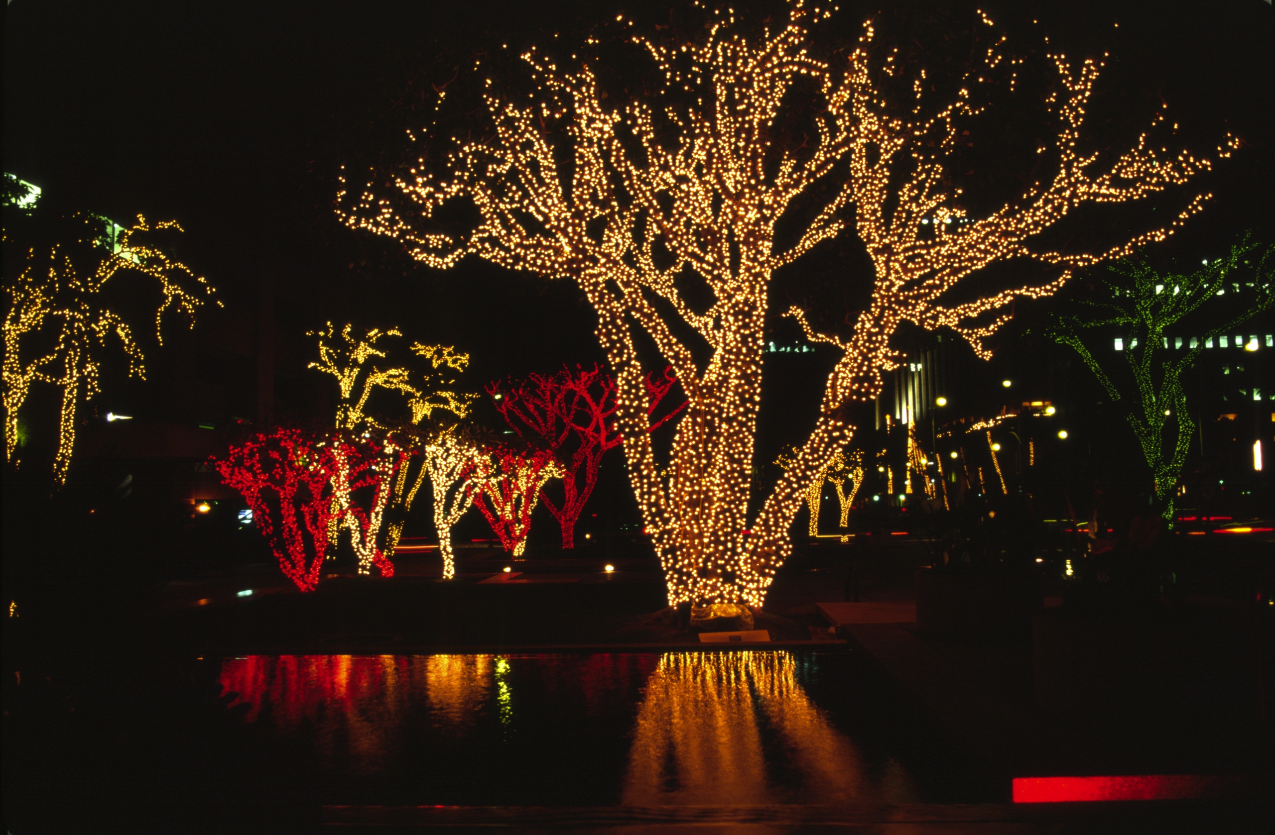 A tree lit up with holiday lights near Prince Waikiki in Honolulu Hawaii