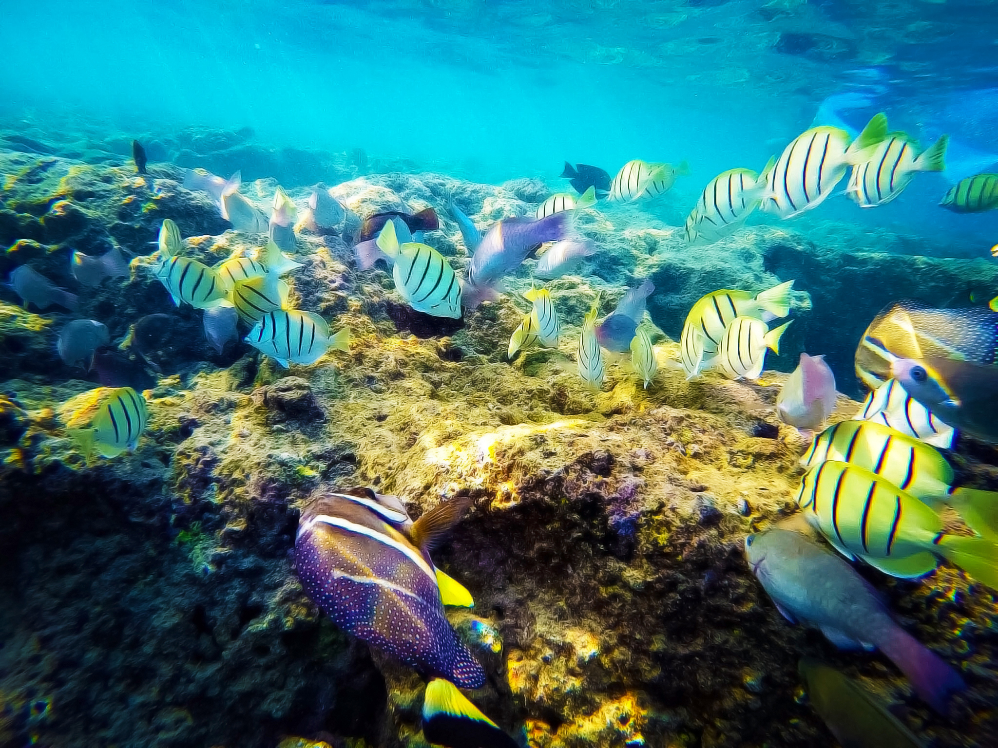 A colorful school of fish feed on the coral at world-famous Hanauma Bay on O'ahu, Hawai'i.