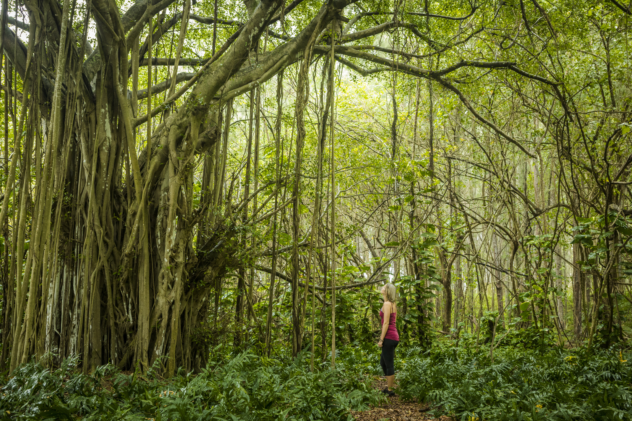 Woman standing under large banyan tree in Oahu