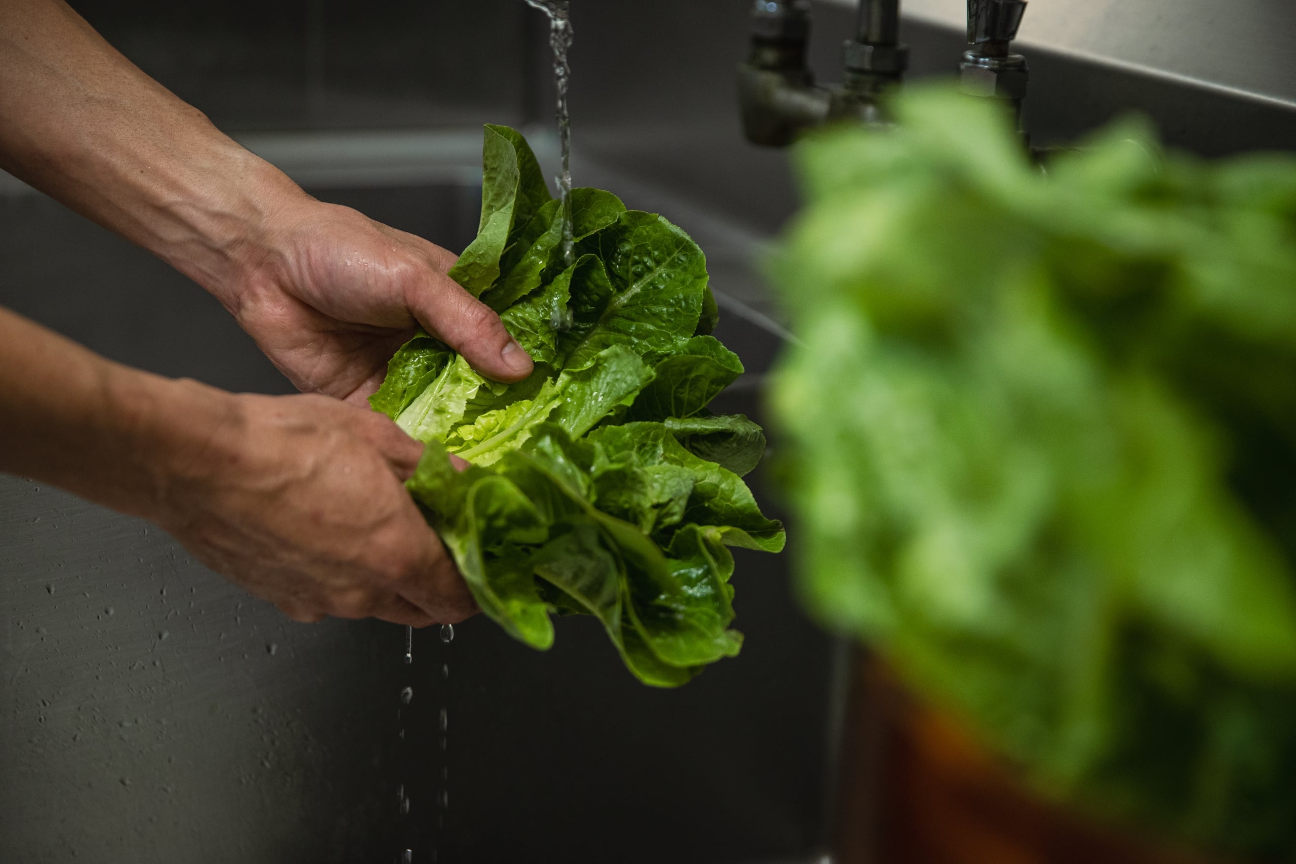 Chef washing locally sourced romaine lettuce.