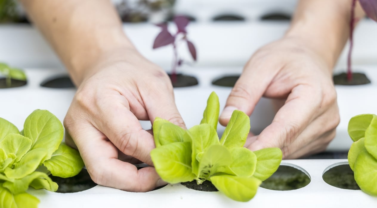 Chef hands holding a romaine lettuce sprout at the aquaponic garden.