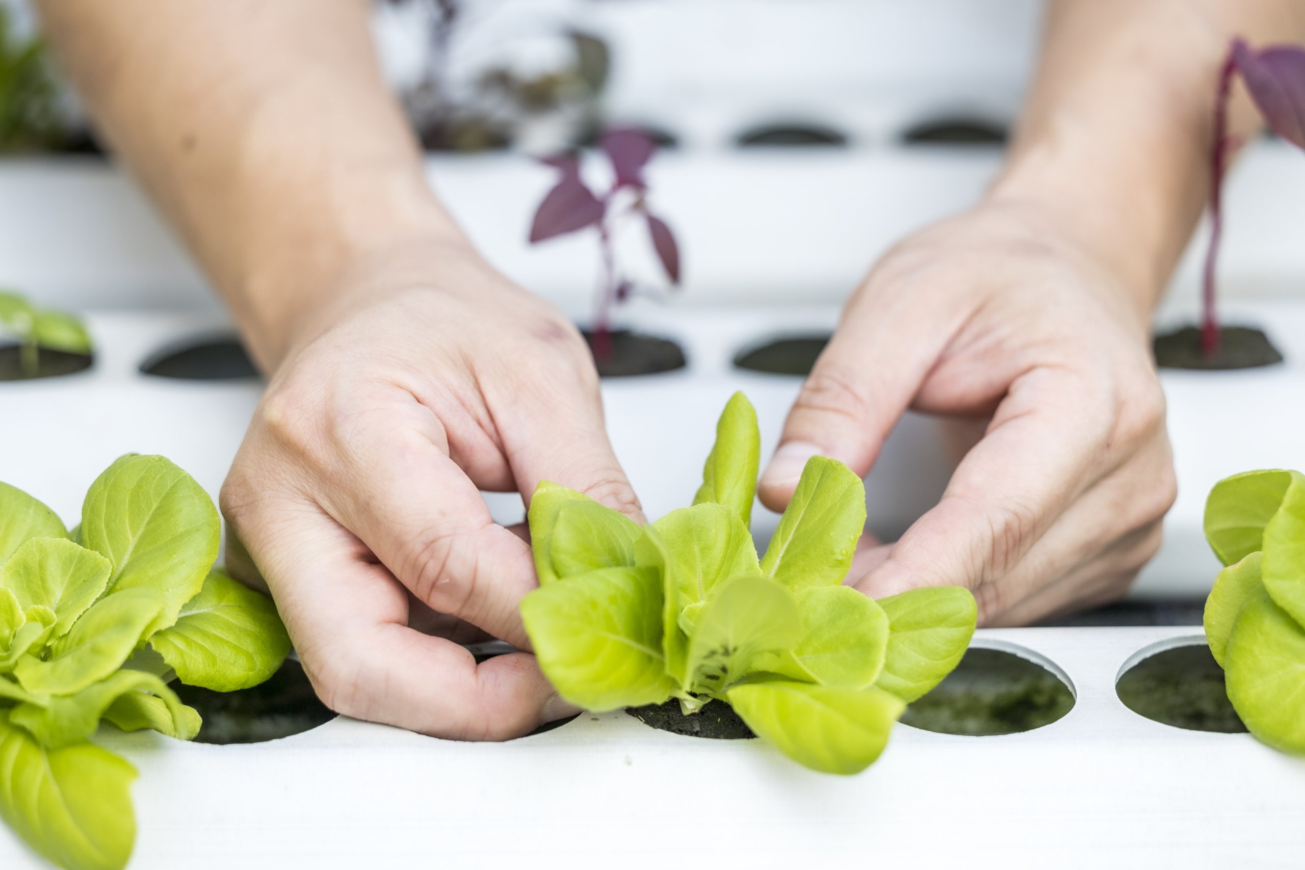 Chef hands holding a romaine lettuce sprout at the aquaponic garden.