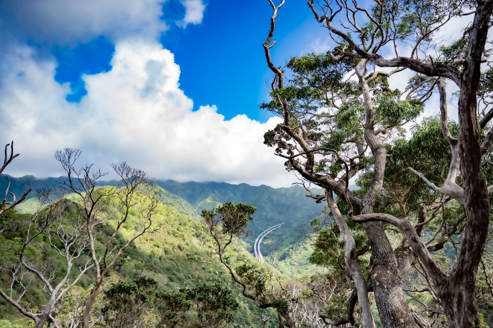 View at the Aiea loop trail