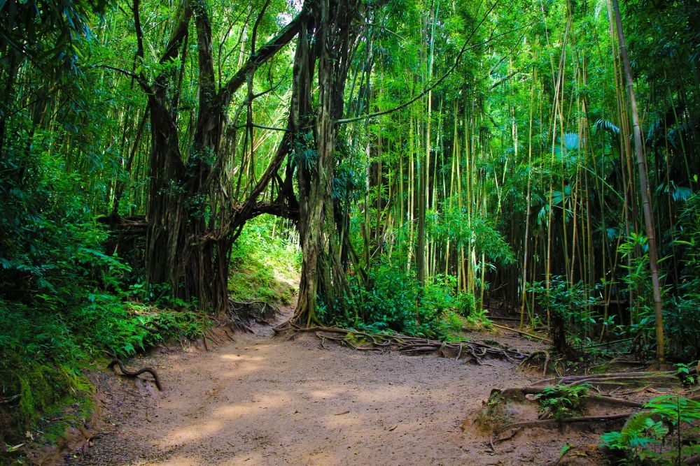 manoa falls trail in manoa, near honolulu hawaii Oahu
