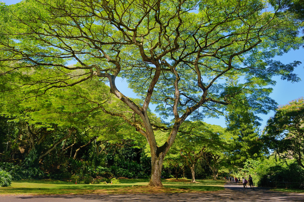 Beautiful tree in Waimea Valley