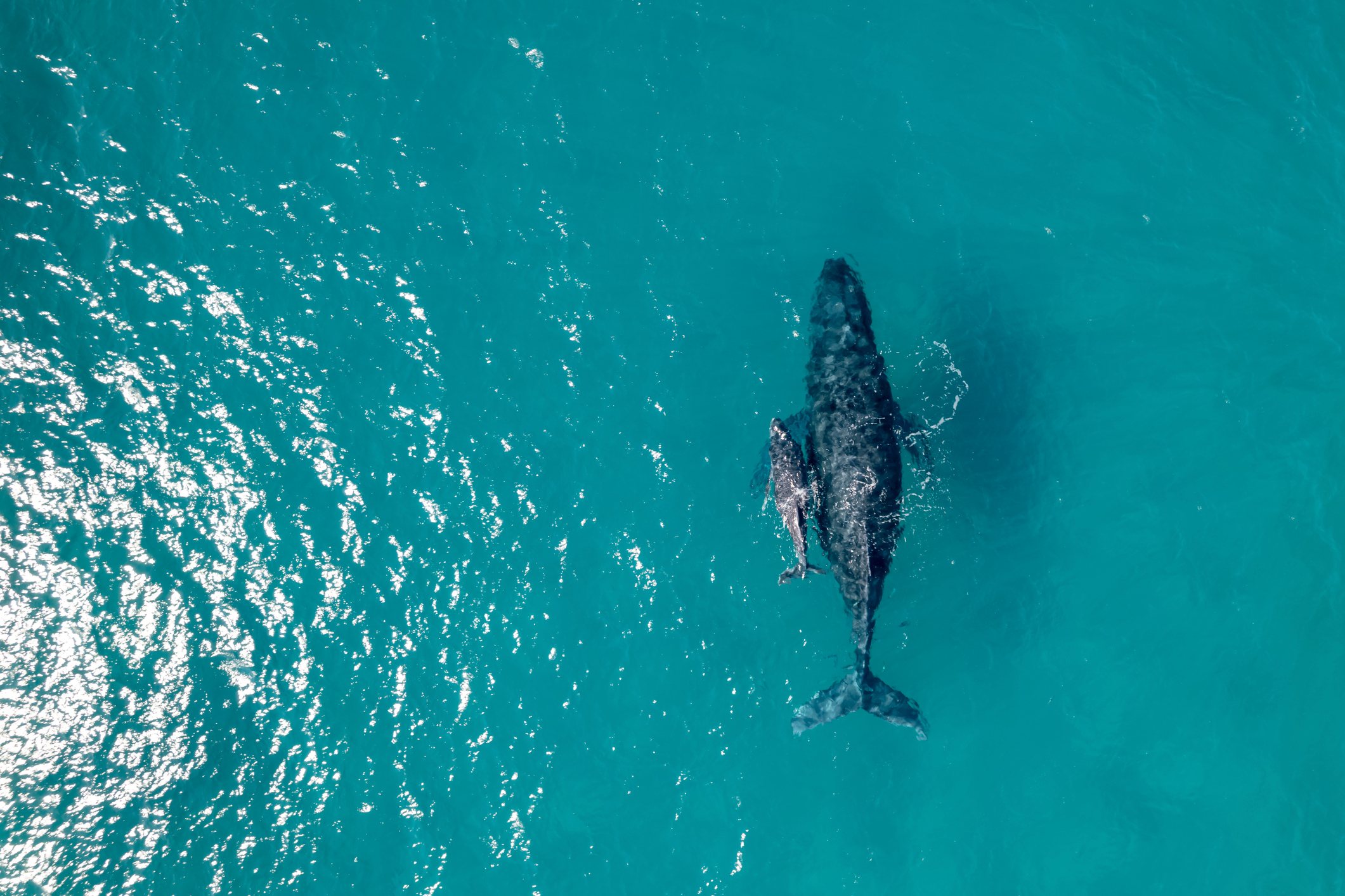 Aerial view looking down at a female humpback whale swimming with her calf in beautiful aquamarine water in the Pacific Ocean off the coast of Hawaii.