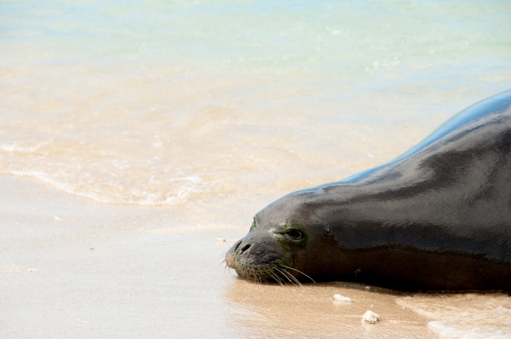 A beached Hawaiian Monk Seal rests on the south end of the famous Waikiki beach.