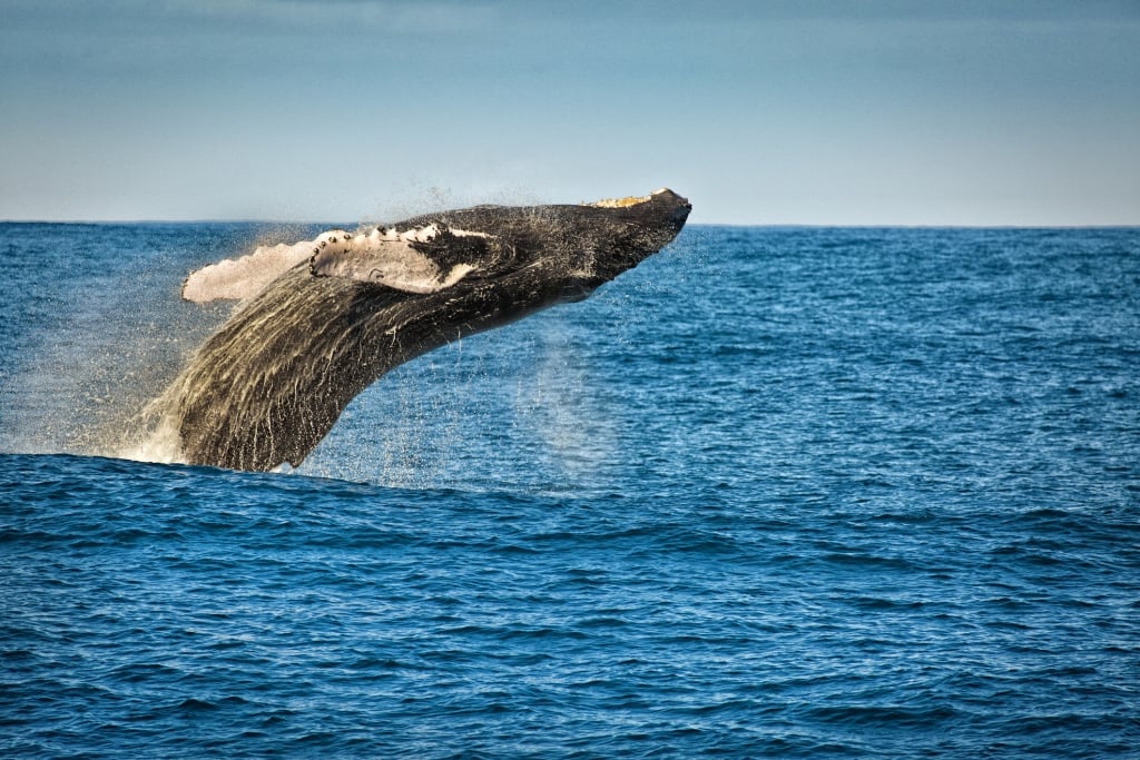 A breaching Humpback whale leaping out of the water in the Pacific Ocean around the islands of Hawaii. 