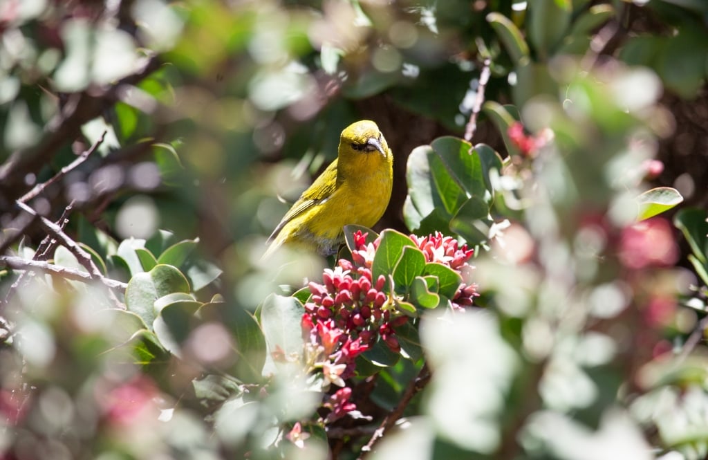 Bright yellow Hawaiian Amakihi. This is a very rare endemic finch species that only lives in Hawaii