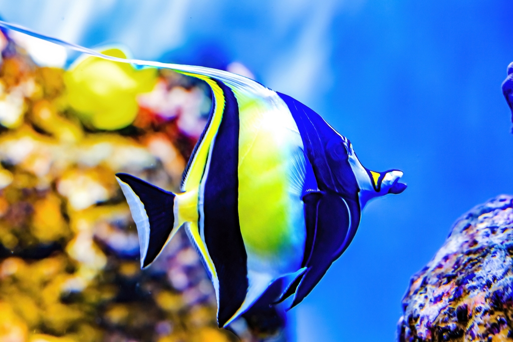 Colorful Moorish Idol Fish Zanclus cornutus Waikiki Oahu Hawaii. 