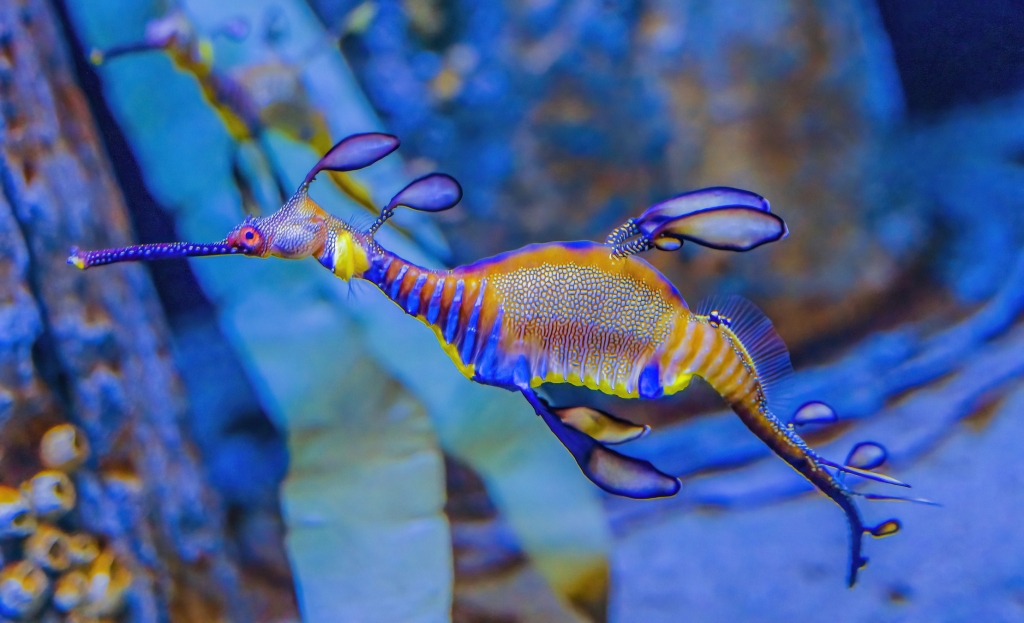 Colorful Blue Yellow Weedy Seadragon Fish Phyllopteryx taeniolatus Waikiki Oahu Hawaii. 