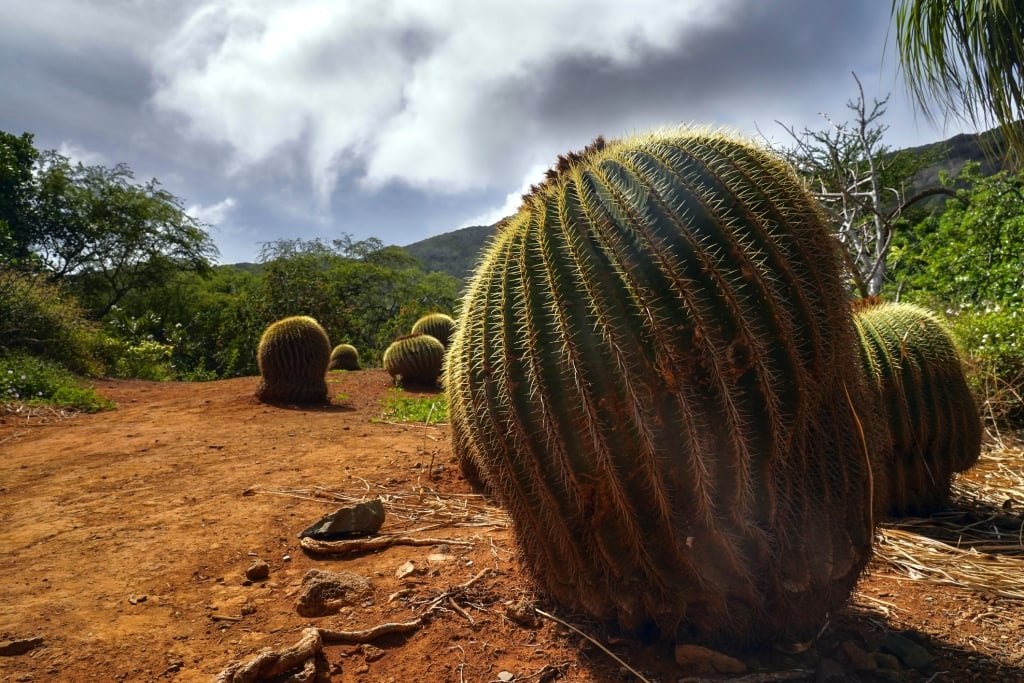 Golden Barrel Cactus at Koko Crater Botanical Gardens, on Oahu, Hawaii.