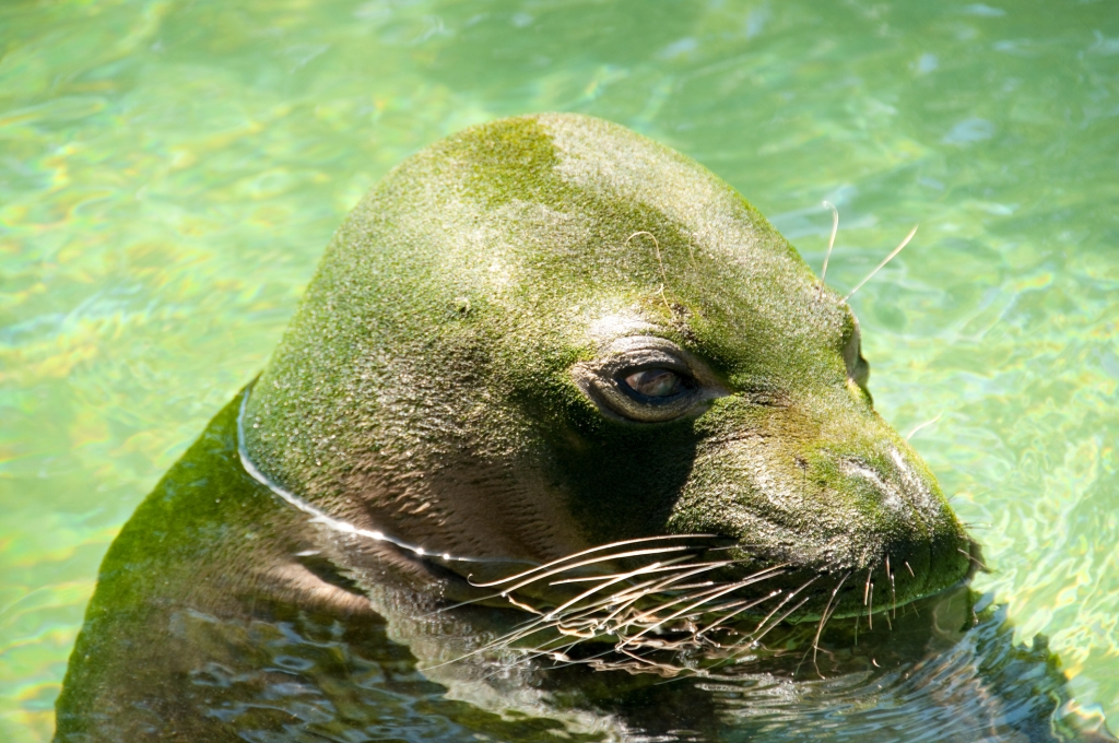 Maka Onaona a rescued Male Hawaiian Monk Seal.