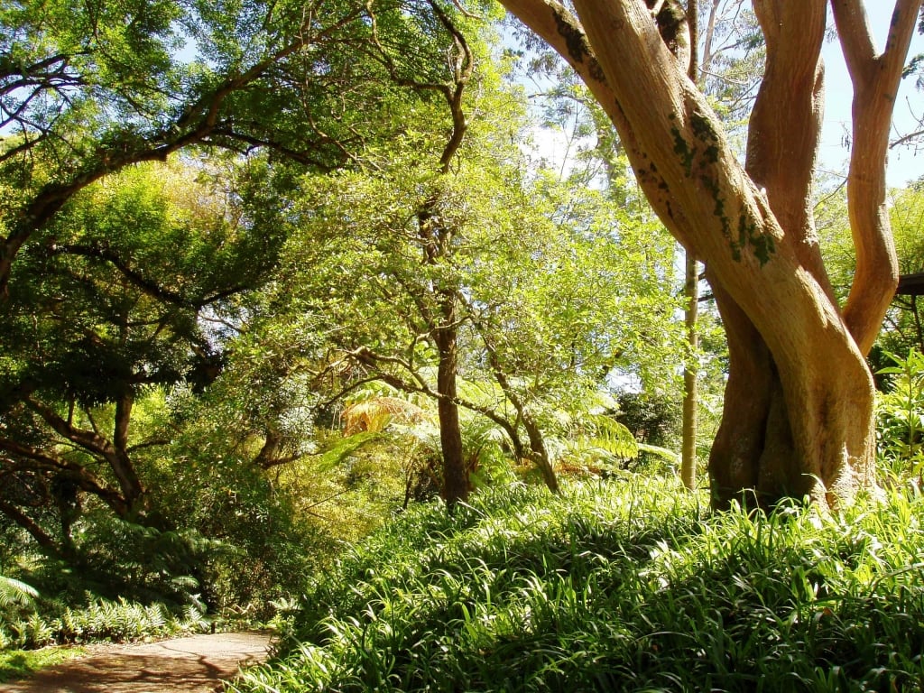 A shaded park in Wahiawa Botanical Garden