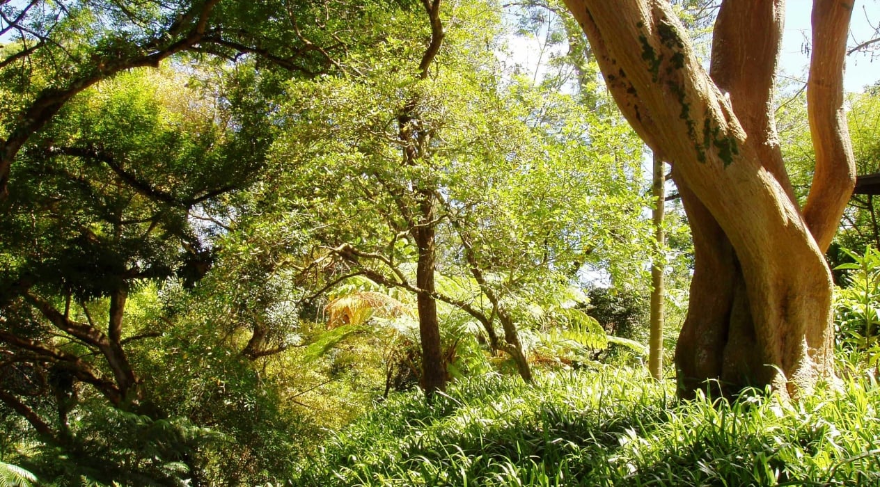 A shaded park in Wahiawa Botanical Garden